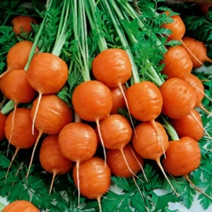 Morcovi Mercado de Paris (2g - 1800 seminte) - Seminte soi extratimpuriu, radacini rotunde, fragede, dulci, Agrosem